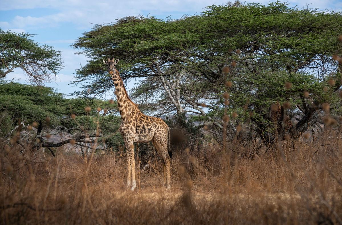 Manyara's Secret en Parque nacional del Lago Manyara